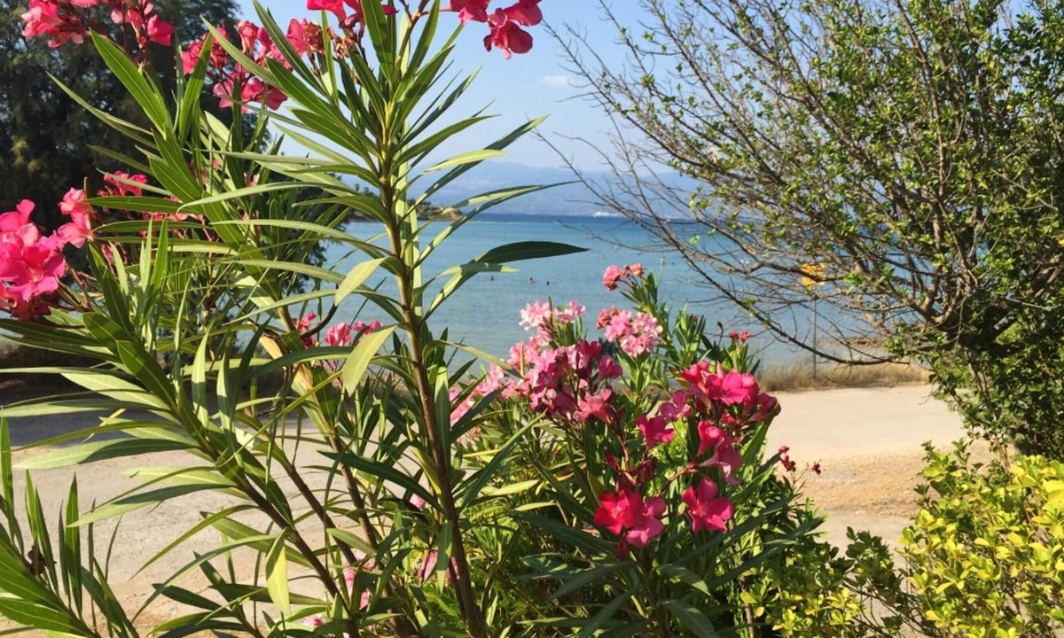 Chalcis Apartment | Homerez - 50 m away from the beach! Spacious appartement for 8 ppl. at Anthidona