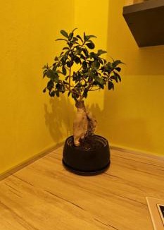 Kefalos Apartment | Alora House 2