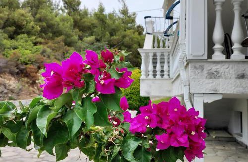 Sithonia Apartment | Althea Three - Sithonia Chalkidiki 250m from the beach