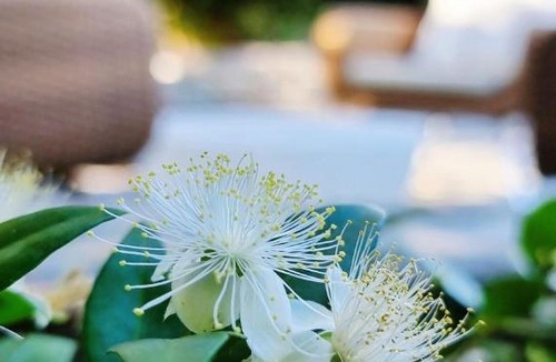 Kala Nera House | Villa Agape