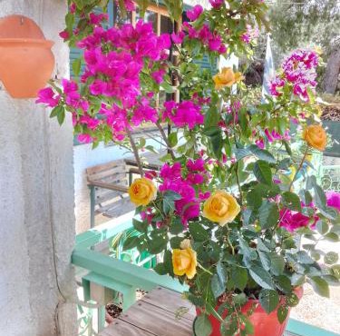 4 Seasons Island suites Athens Airport 2 in Markopoulo