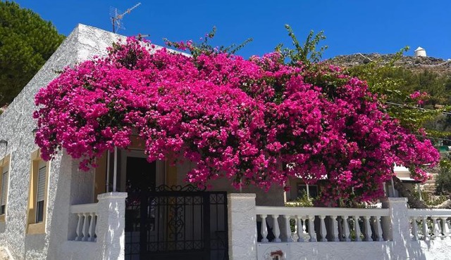 Bougainvillea Nest Panteli, Leros