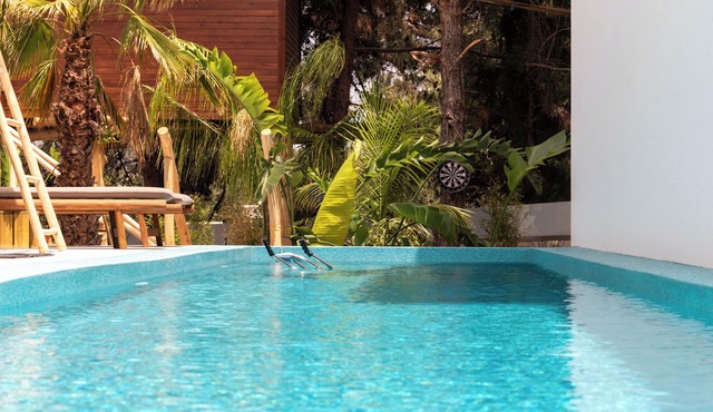 D Palm Premium Living