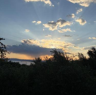 Verga Olive Grove Studio