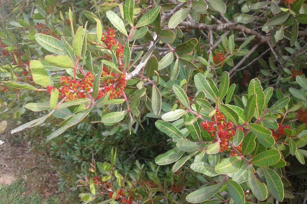 Photo of Others in Megali Mantineia