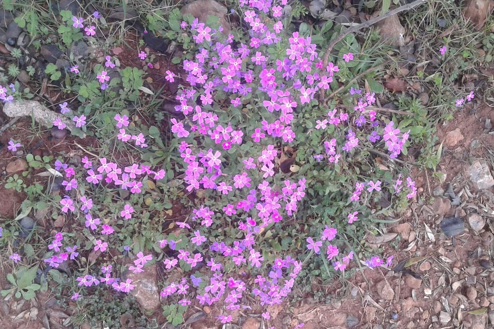 Photo of Others in Megali Mantineia