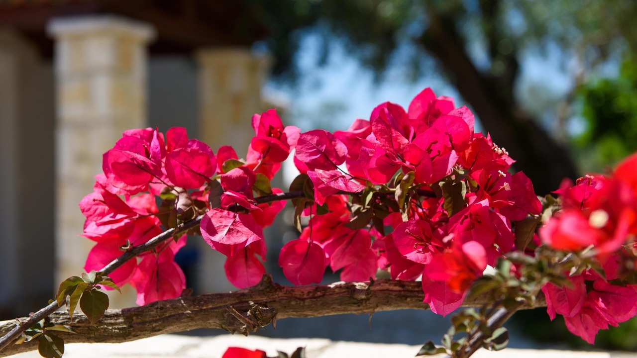 Photo of Outdoor in Dassia