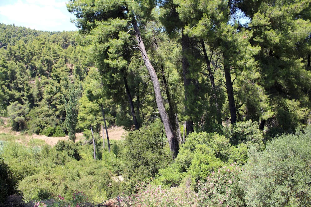 Photo of Others in Paliouri