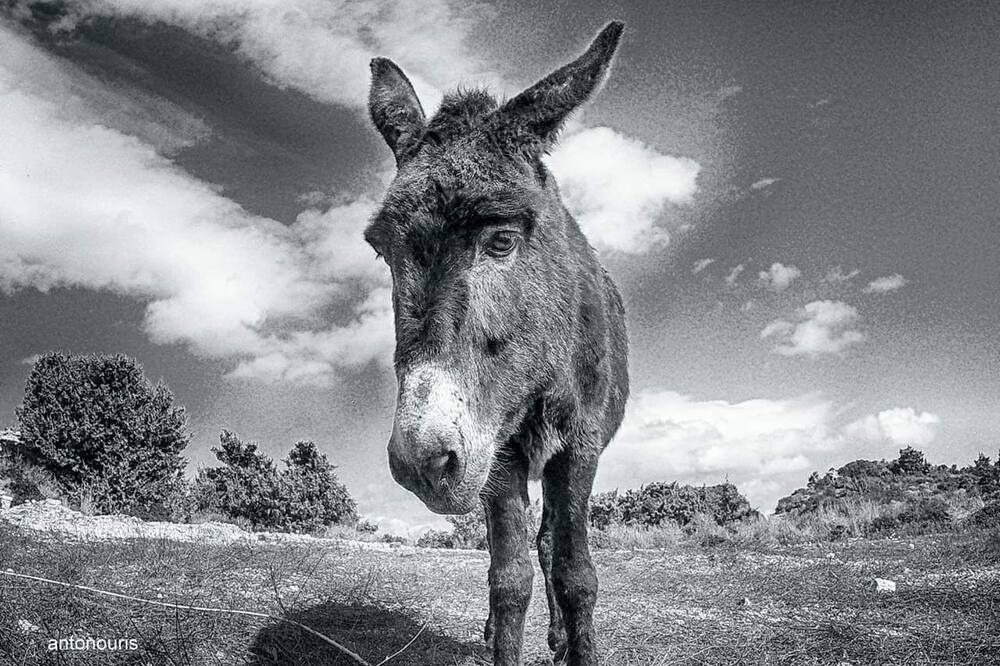 Photo of Others in Kefalos