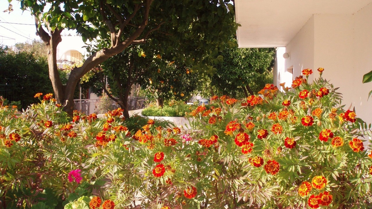 Photo of Outdoor in Elios