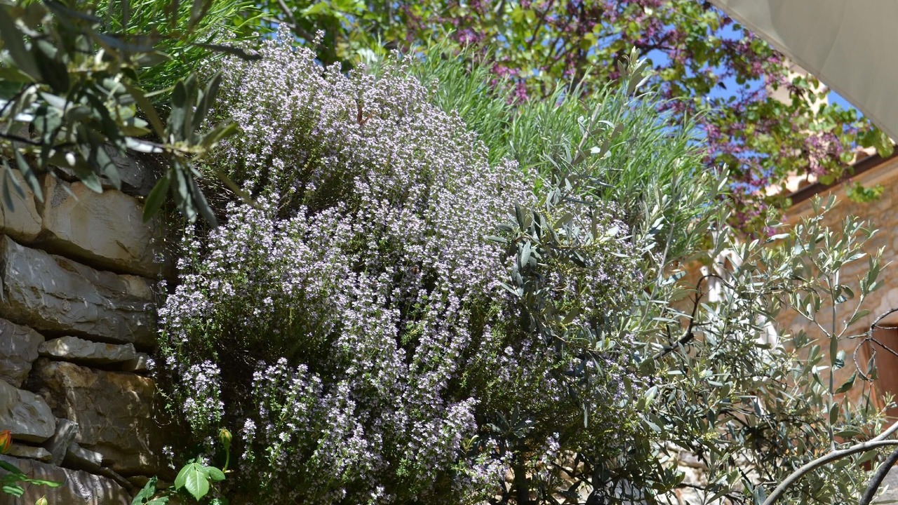 Photo of Outdoor in Vrousti