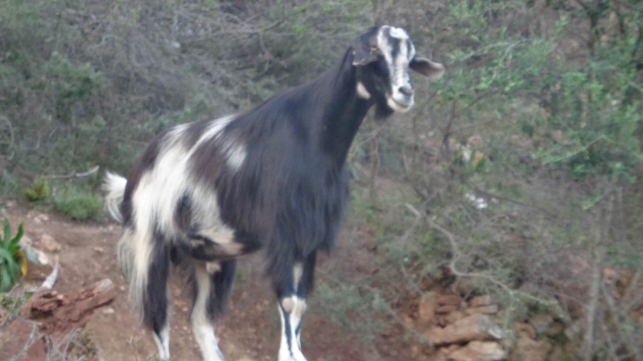 Photo of Others in Diasella
