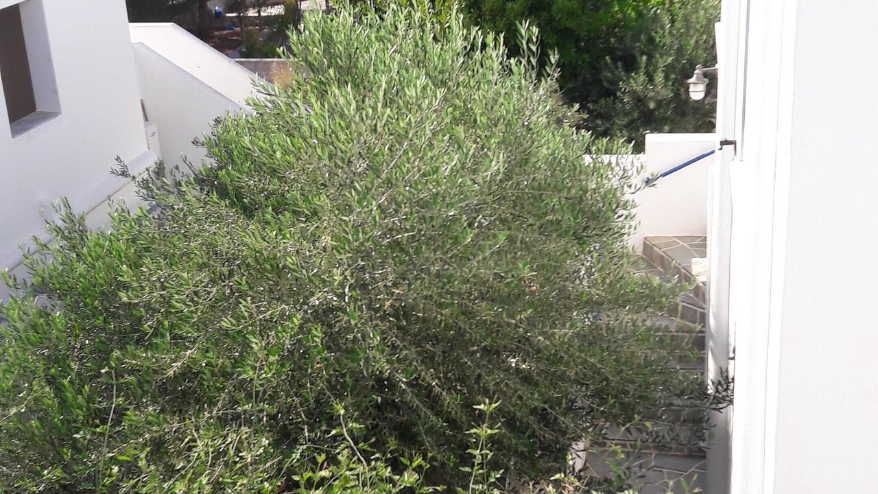 Photo of Outdoor in Piso Livadi