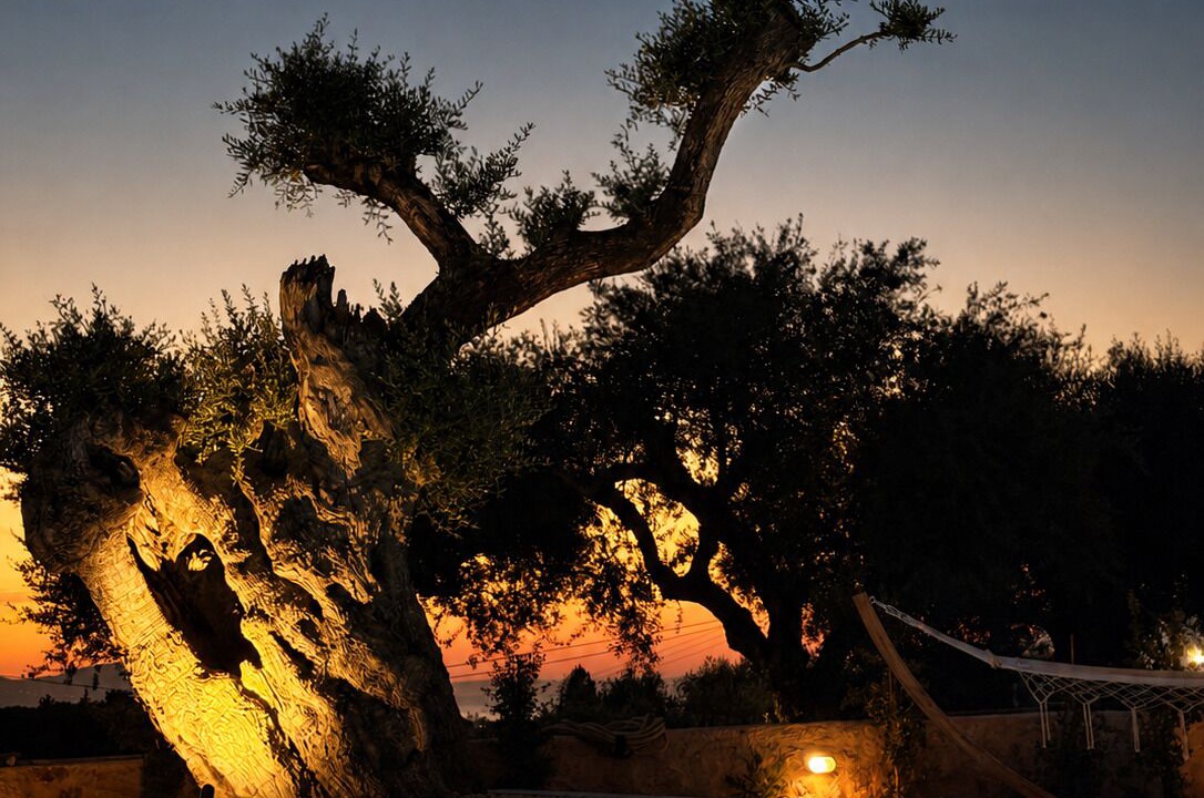 Photo of Outdoor in Planos