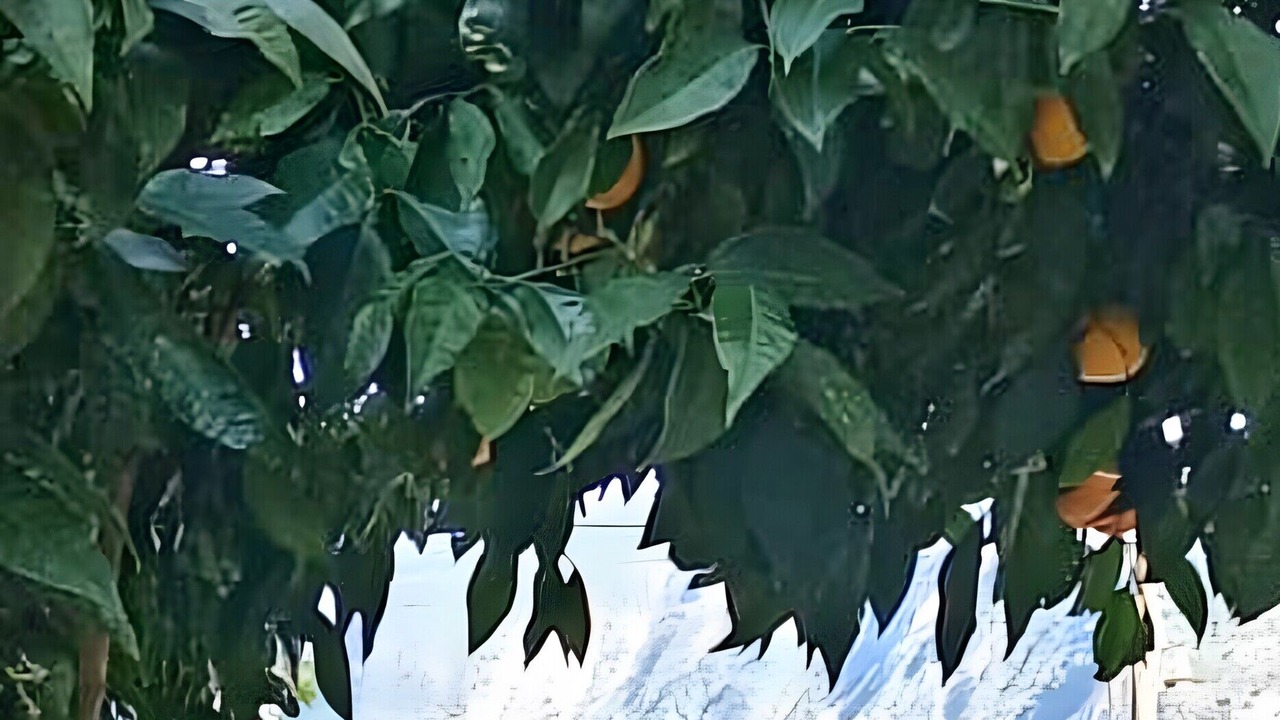 Photo of Outdoor in Platrithias