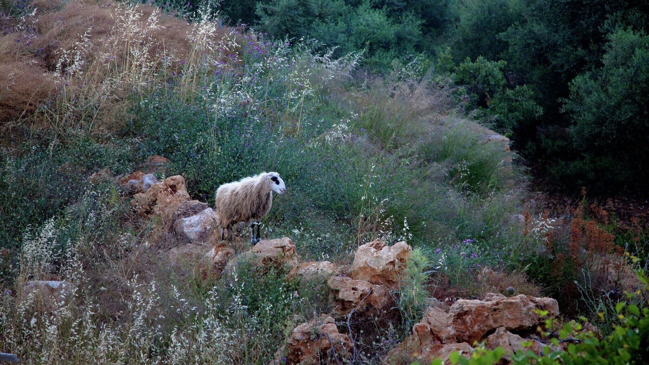 Photo of Outdoor in Atsipópoulon