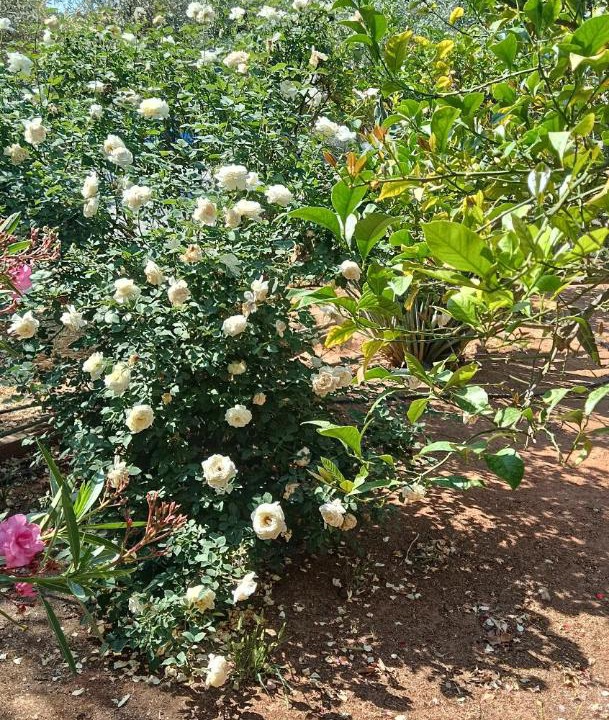 Photo of Outdoor in Markopoulon