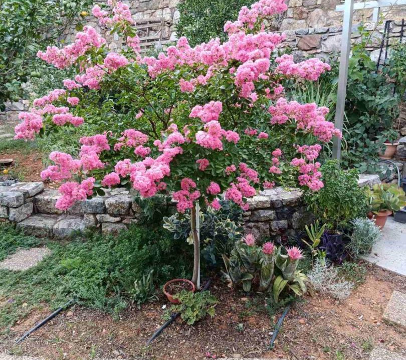 Photo of Outdoor in Diasella