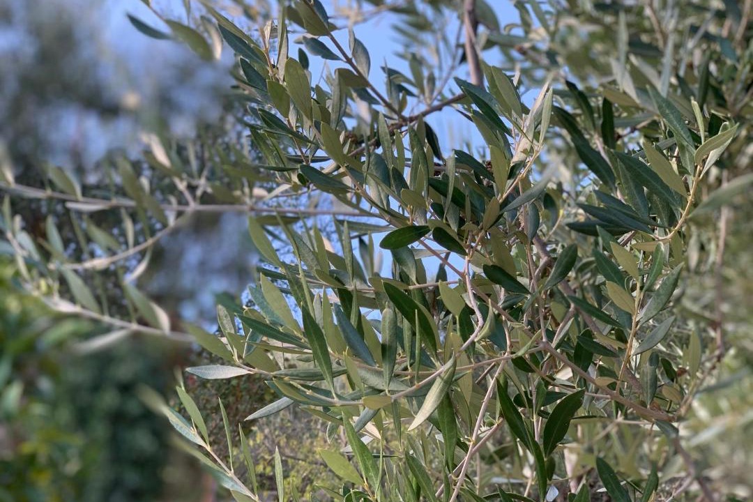 Photo of Others in Messini