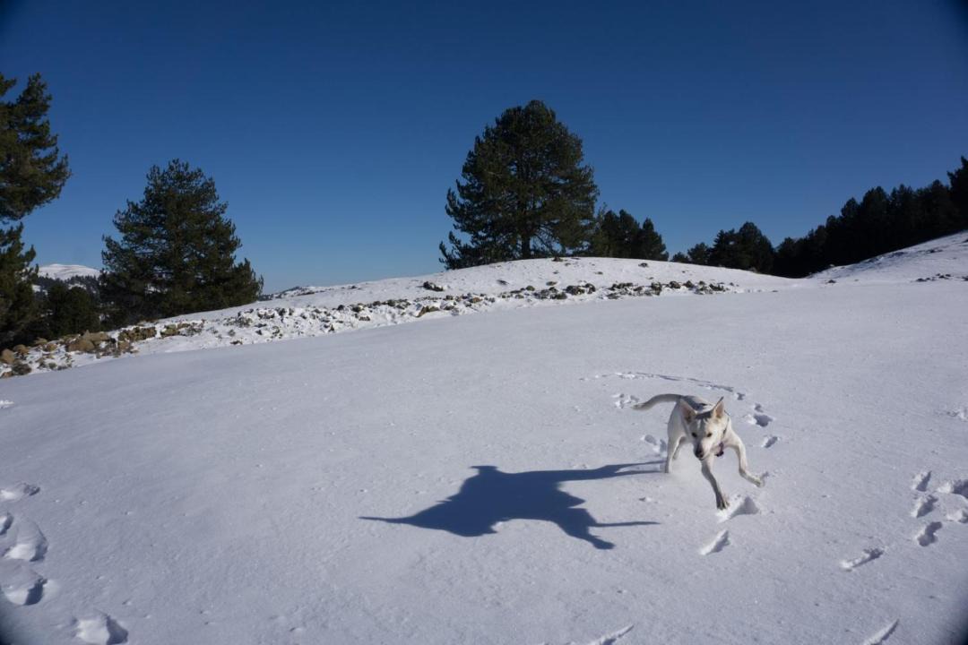 Photo of Others in Samarina