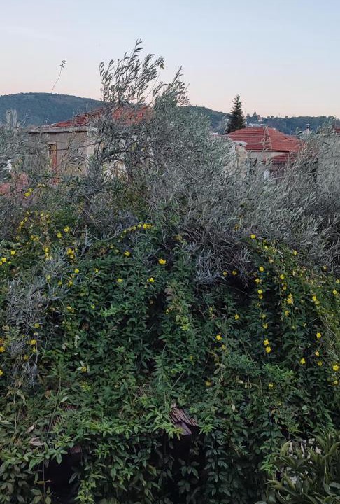 Photo of Others in Argalasti