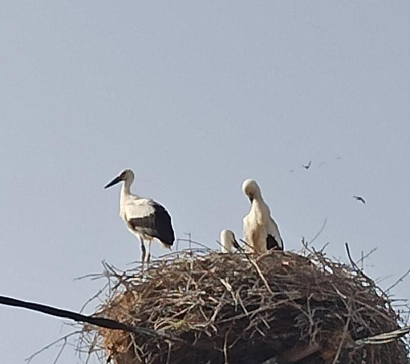 Photo of Others in Skala Kallonis