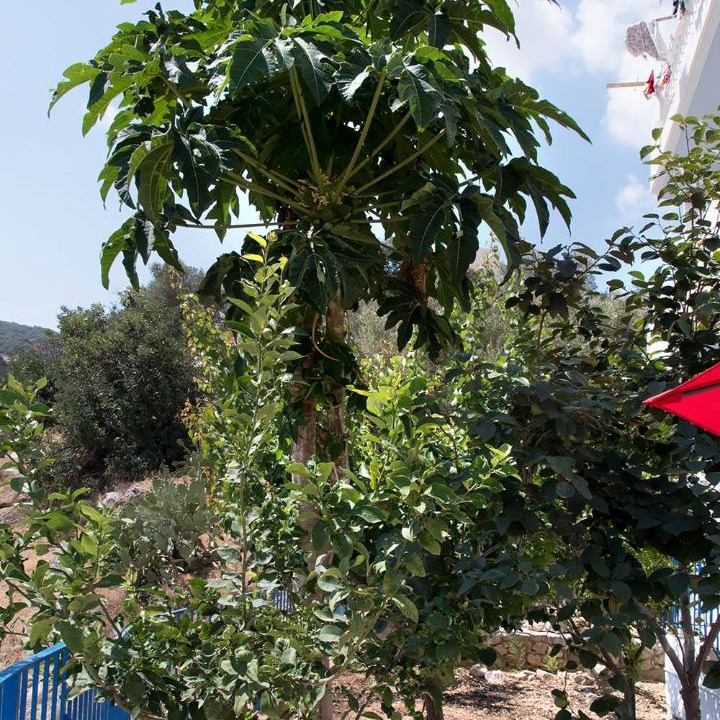 Photo of Others in Karpathos Town