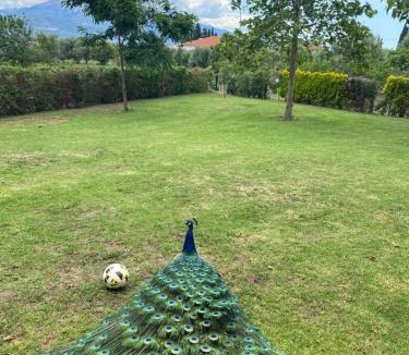 Nafpaktos House | Lavender Farmhouse 1